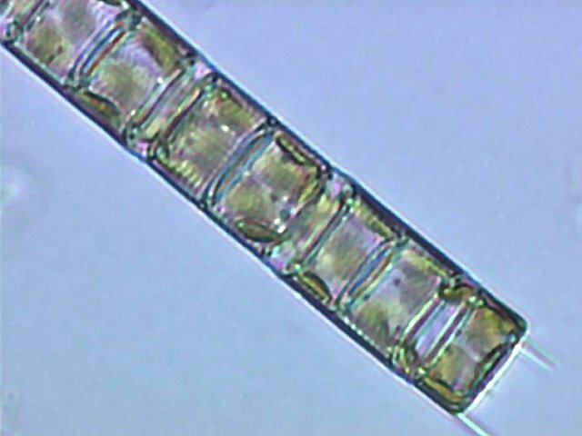 brie005p.jpg brie005p.jpg