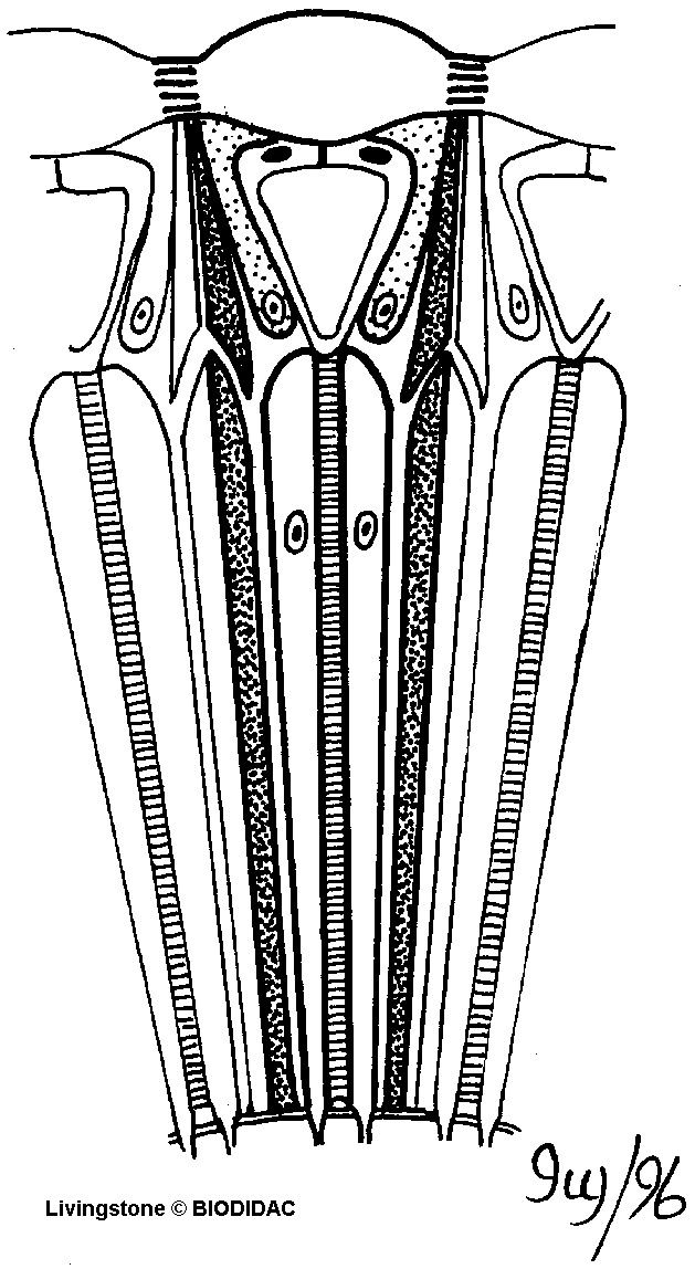 inse036b.gif inse036b.gif