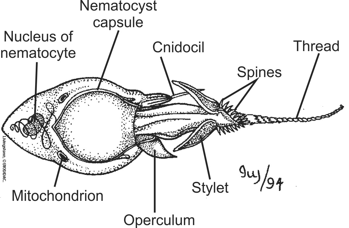 cnid007b-EN.png cnid007b-EN.png
