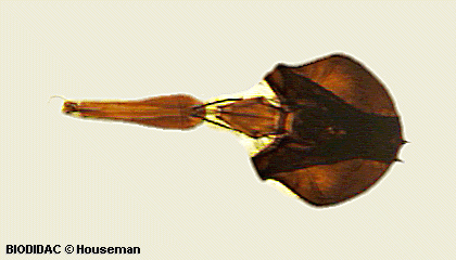 dipt044p.jpeg dipt044p.jpeg