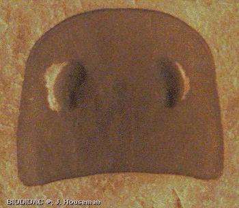 tril003p.jpeg tril003p.jpeg