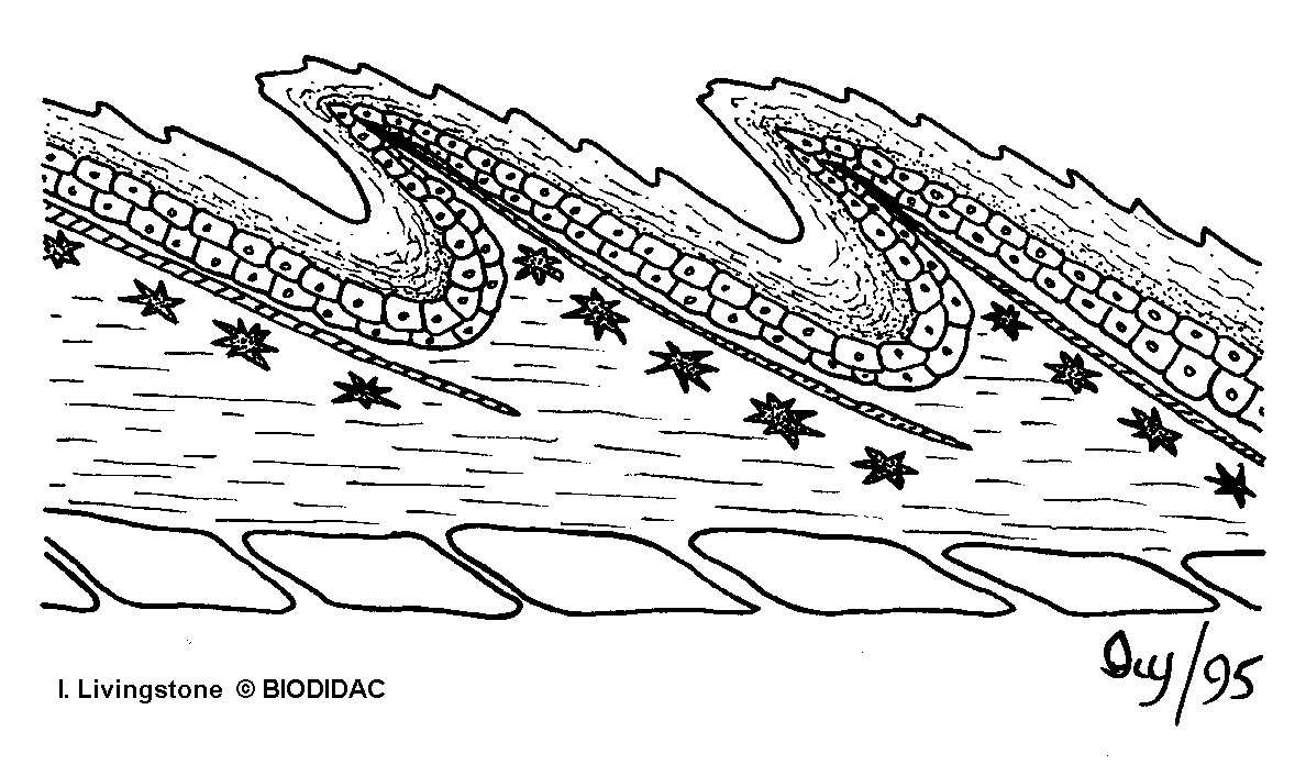 oste011b.gif oste011b.gif