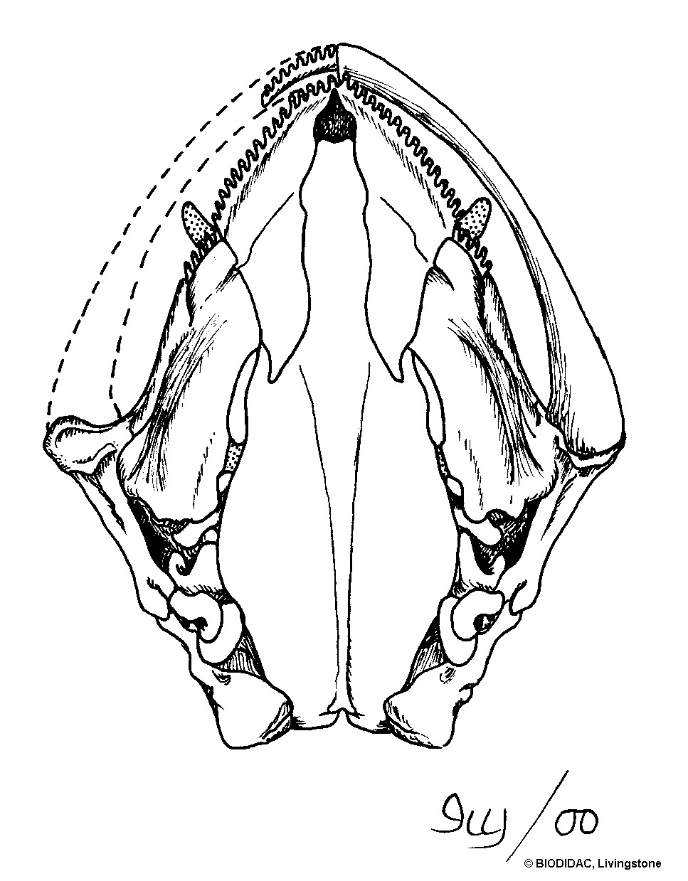 amph054b.gif