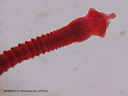 cest005p.gif cest005p.gif