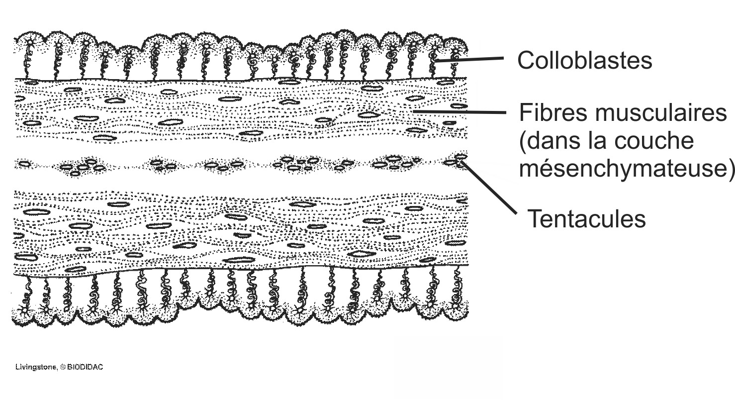 cten001b-FR.png cten001b-FR.png