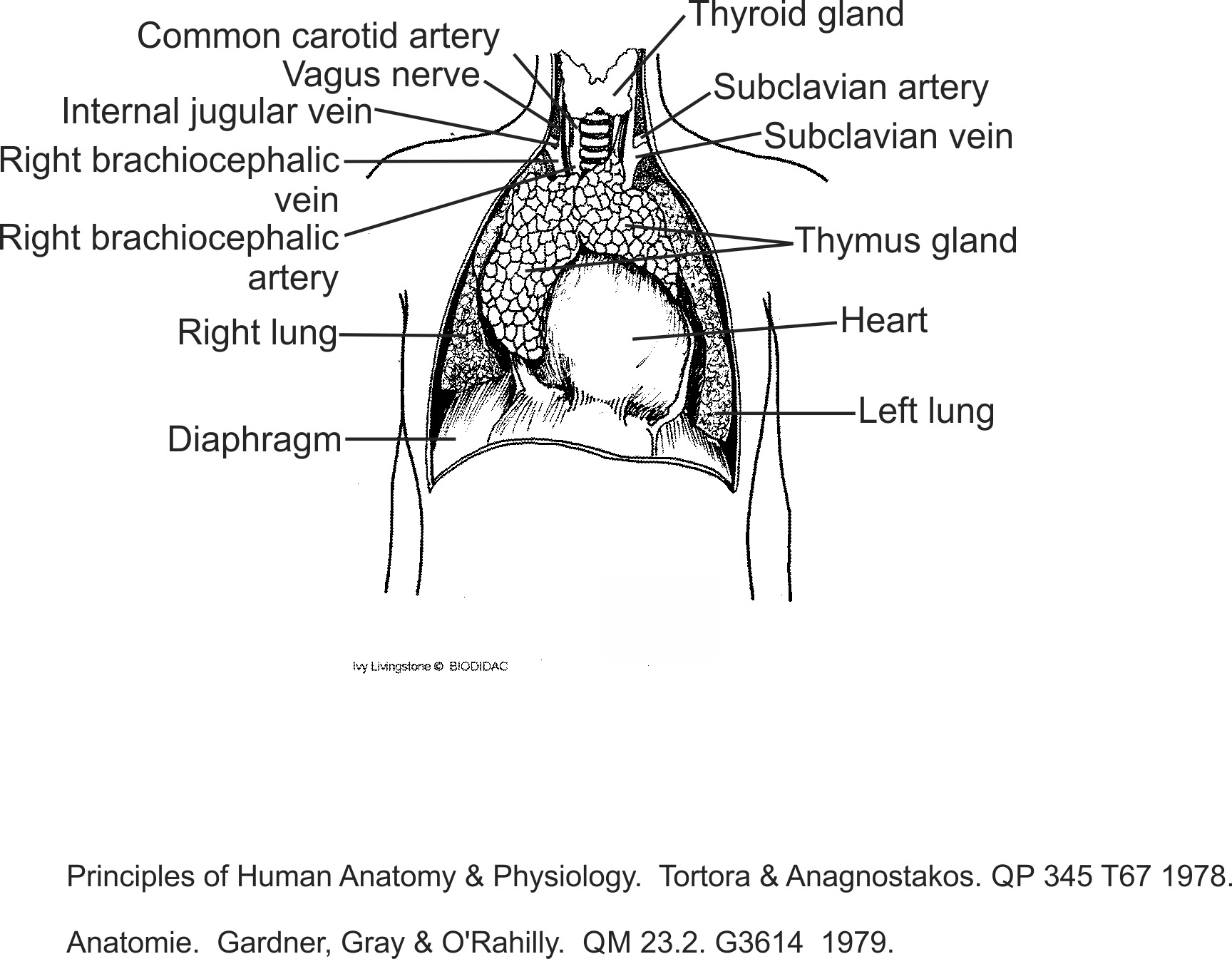 humn111b-EN.png