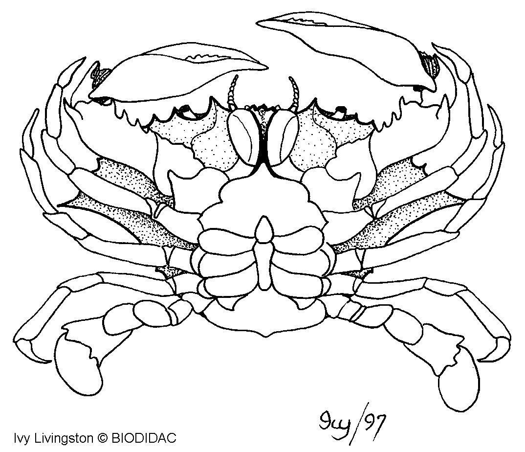 crus035b.gif