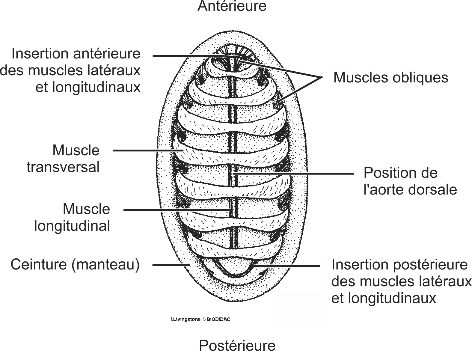 polp007b-FR.png polp007b-FR.png