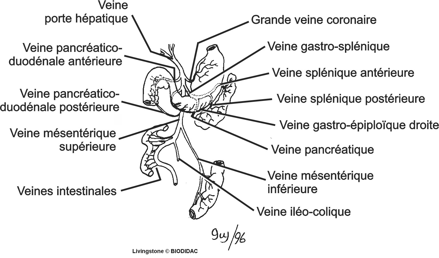 feli046b-FR.png