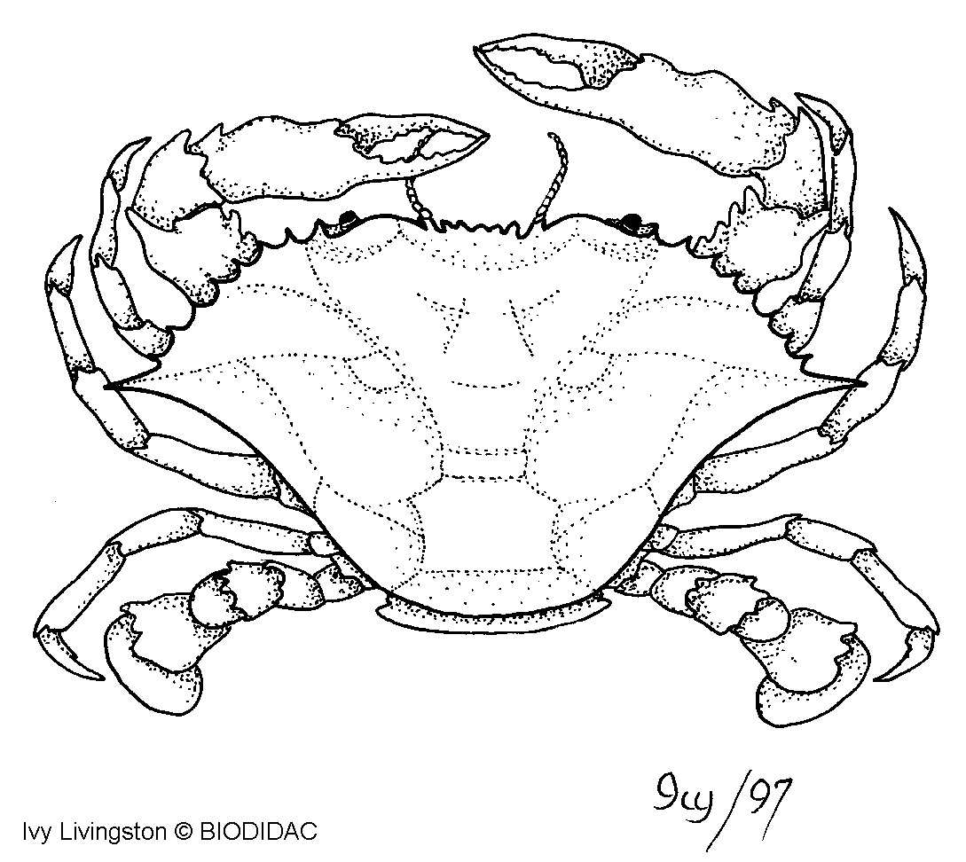 crus036b.gif