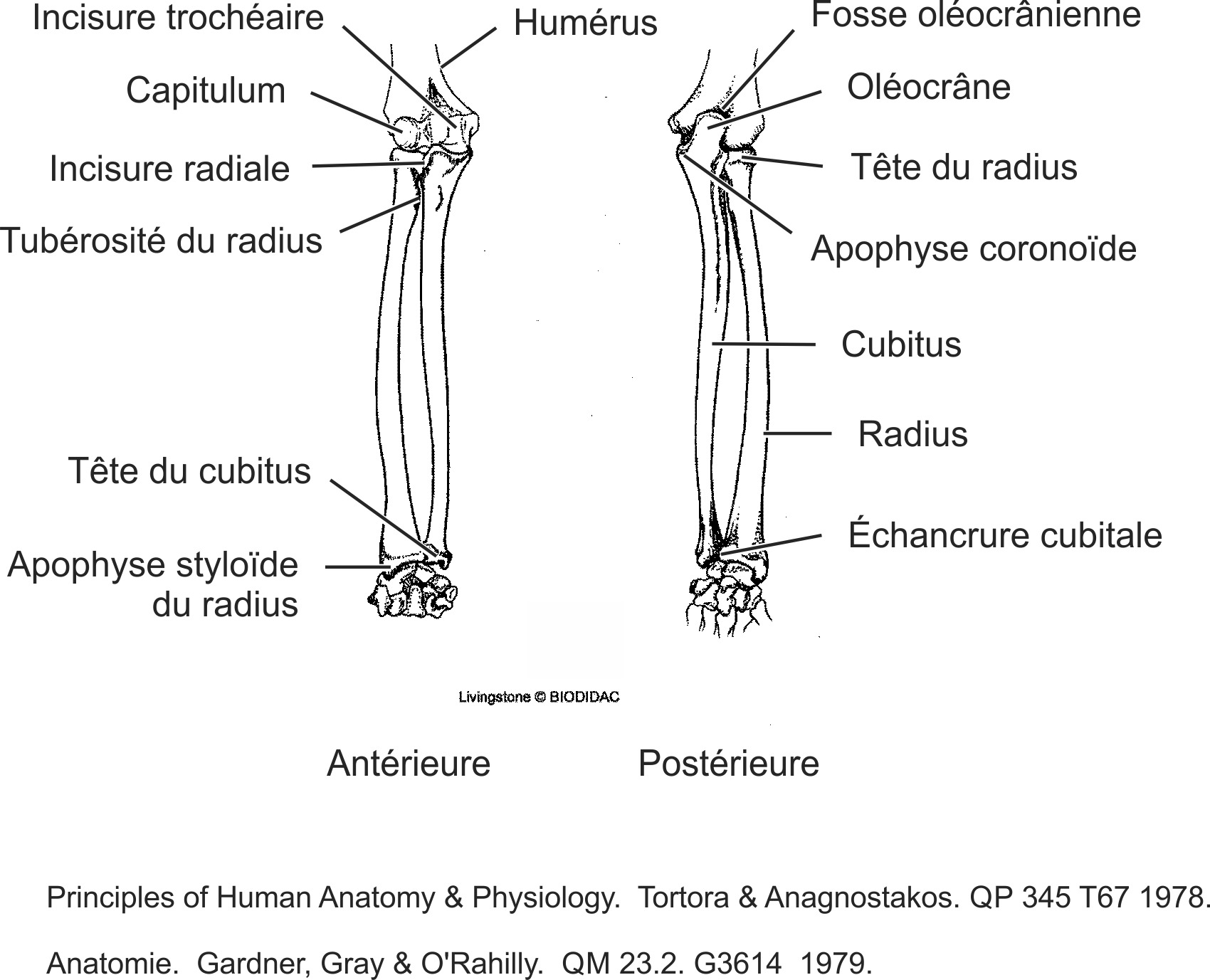 humn122b-FR.png