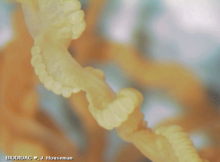 hydr075p.jpeg hydr075p.jpeg