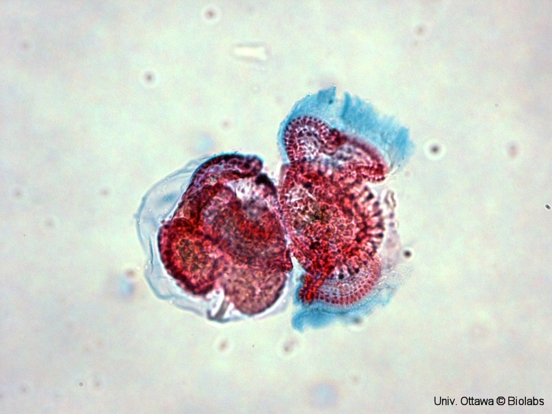 gast068p.jpg gast068p.jpg