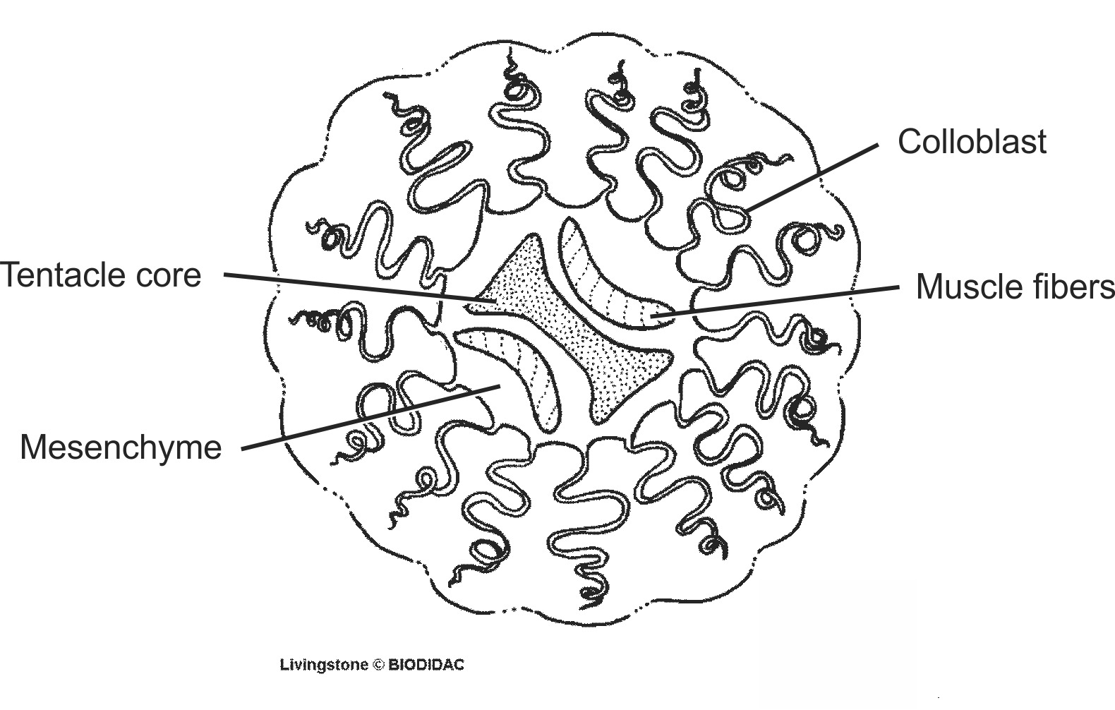 cten005b-EN.png cten005b-EN.png