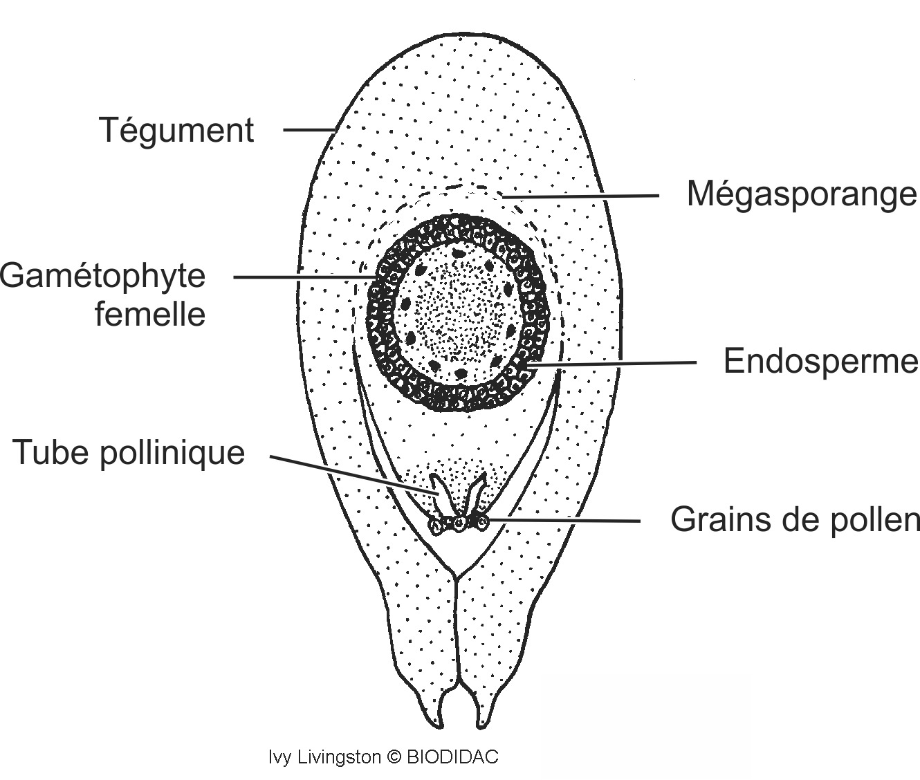 coni010b-FR.png