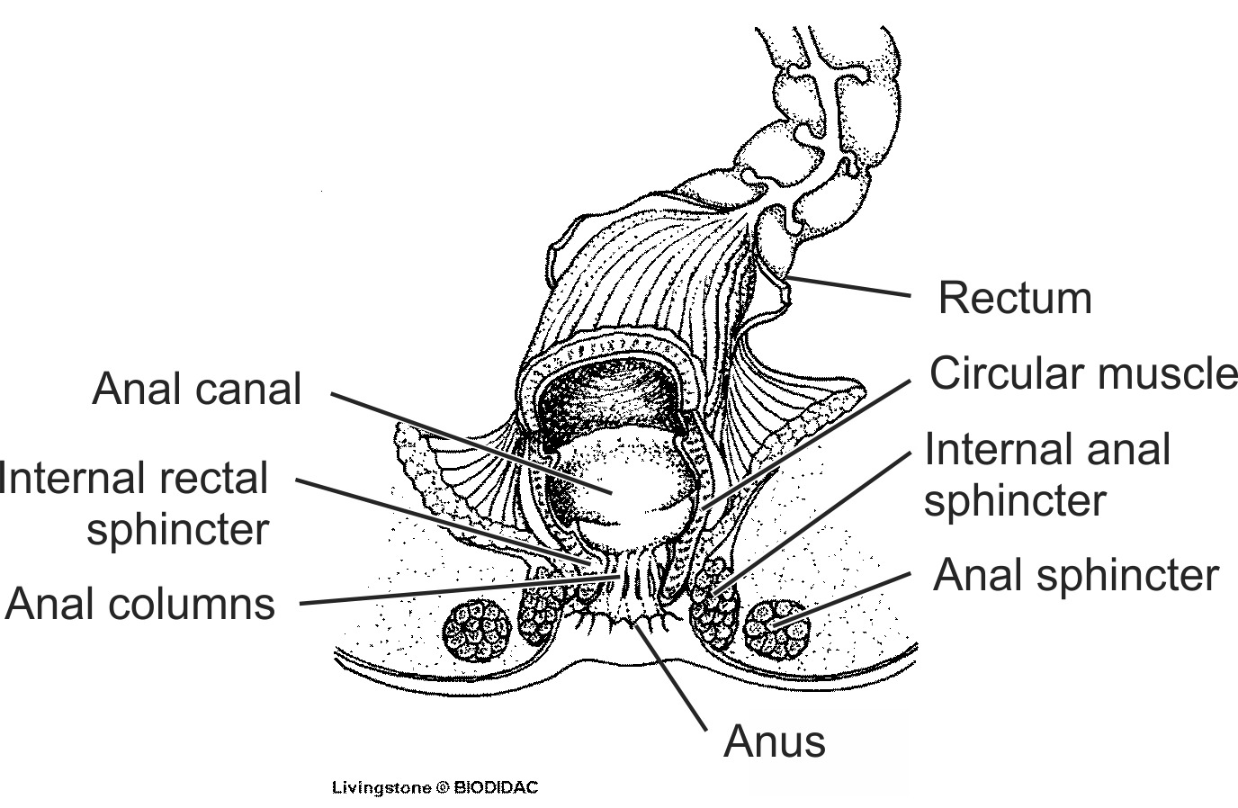 humn075b-EN.png