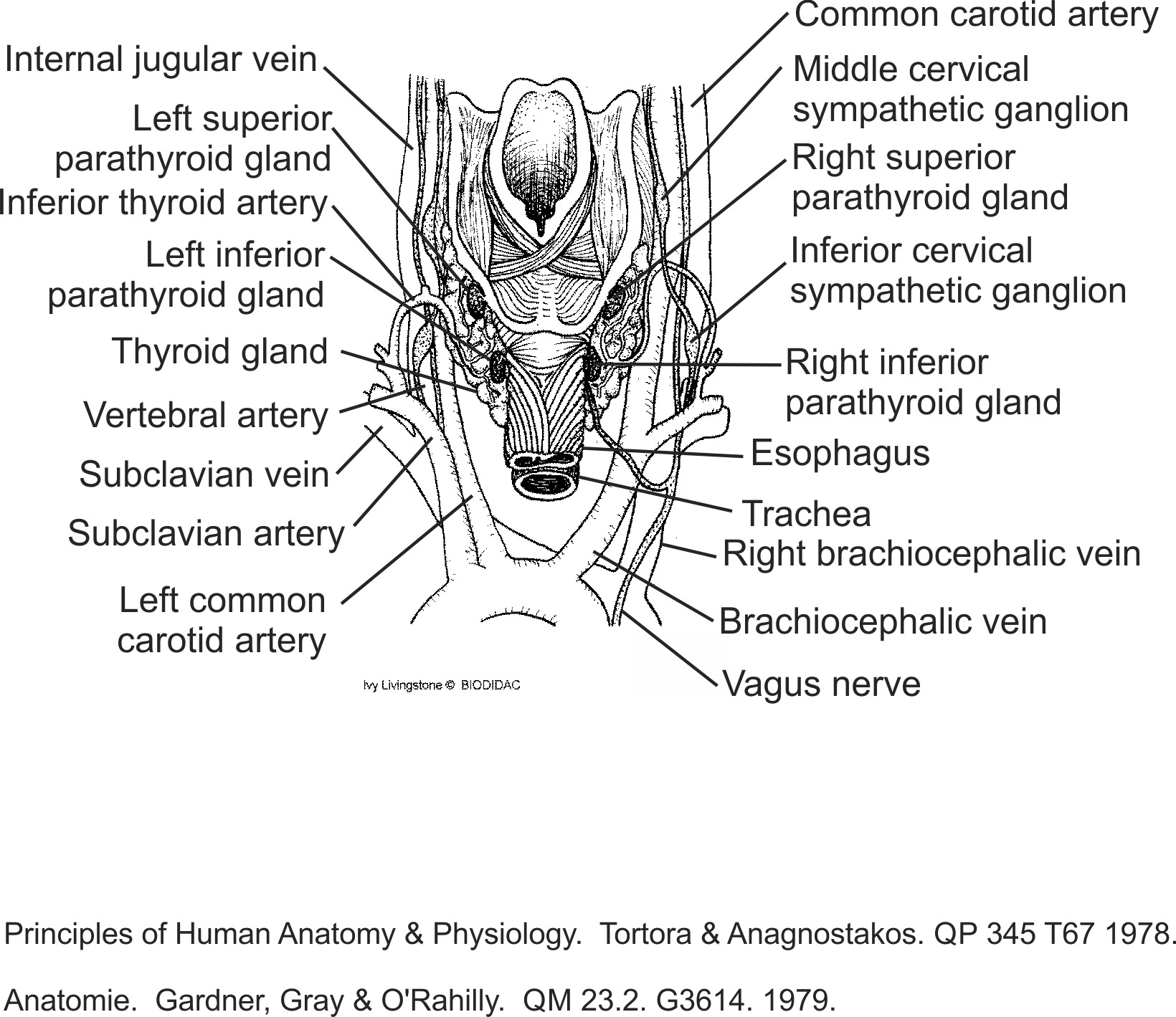 humn109b-EN.png