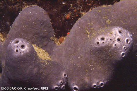 pori015p.jpeg pori015p.jpeg