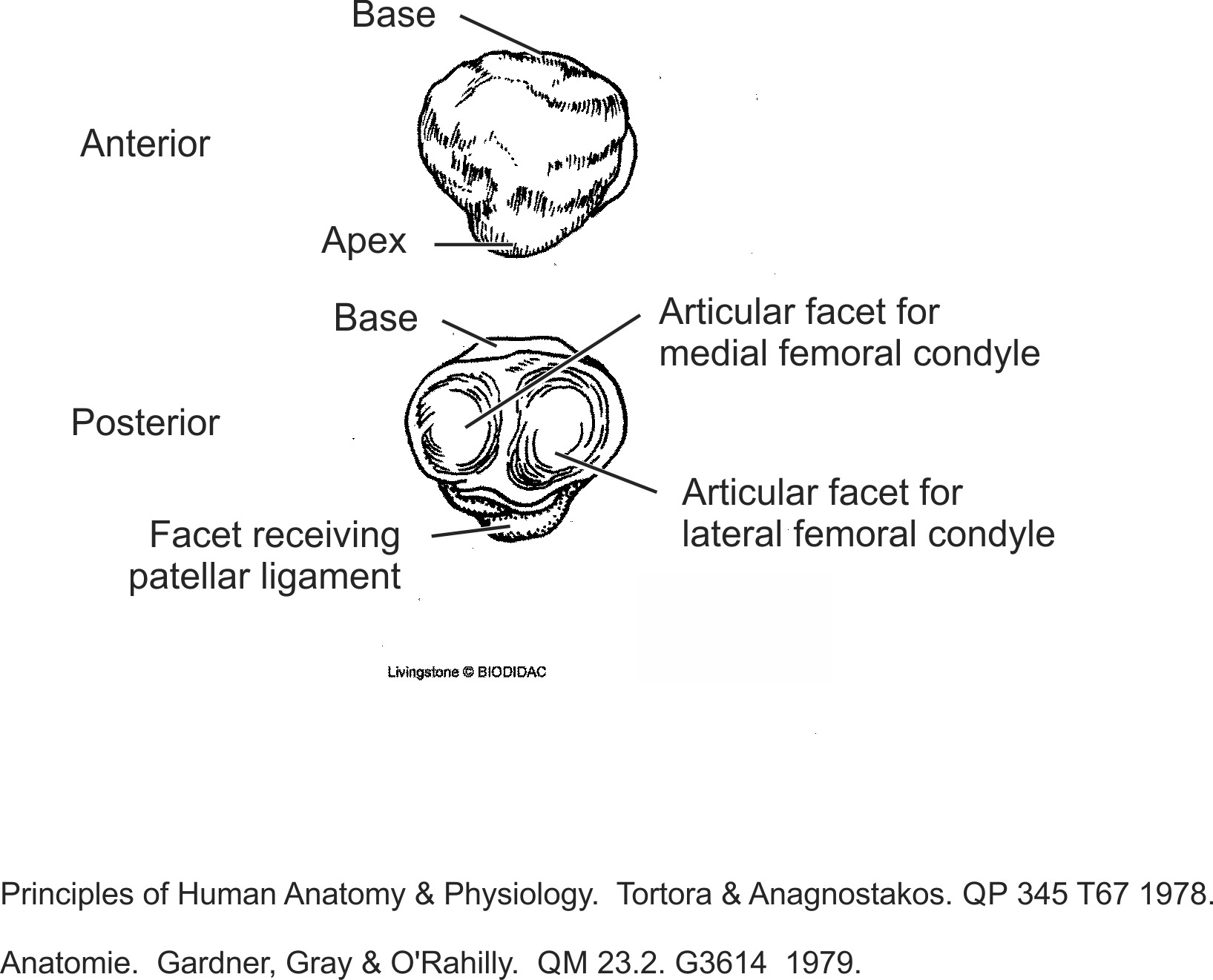 humn115b-EN.png