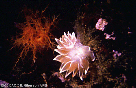 gast051p.jpeg gast051p.jpeg