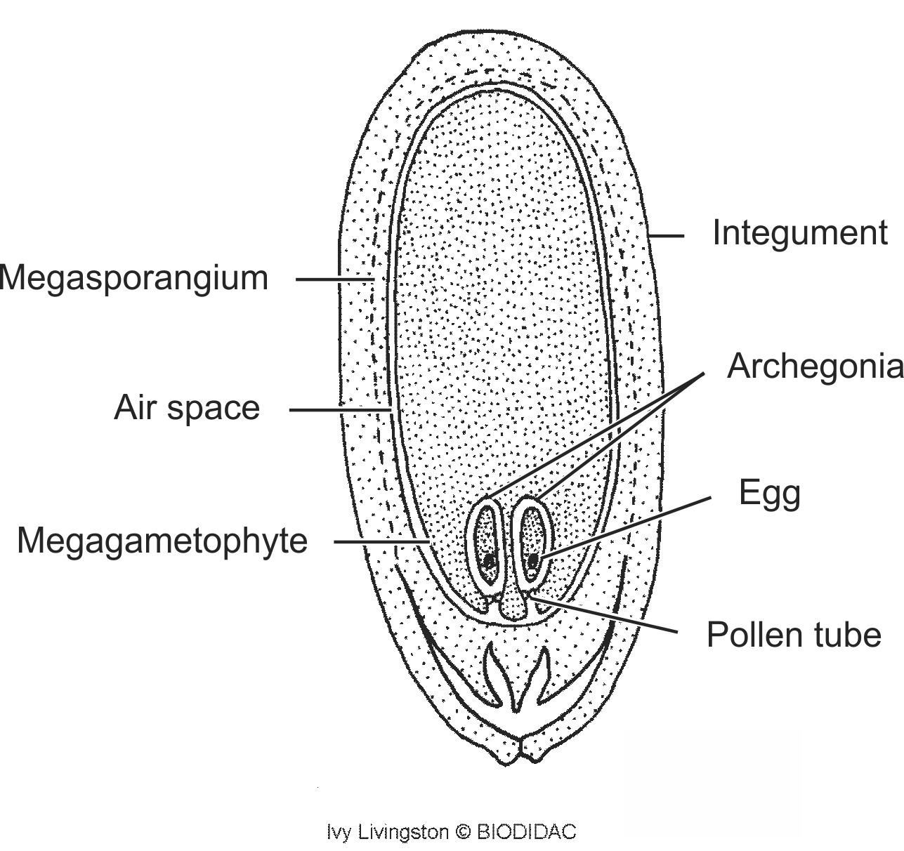 coni011b-EN.png