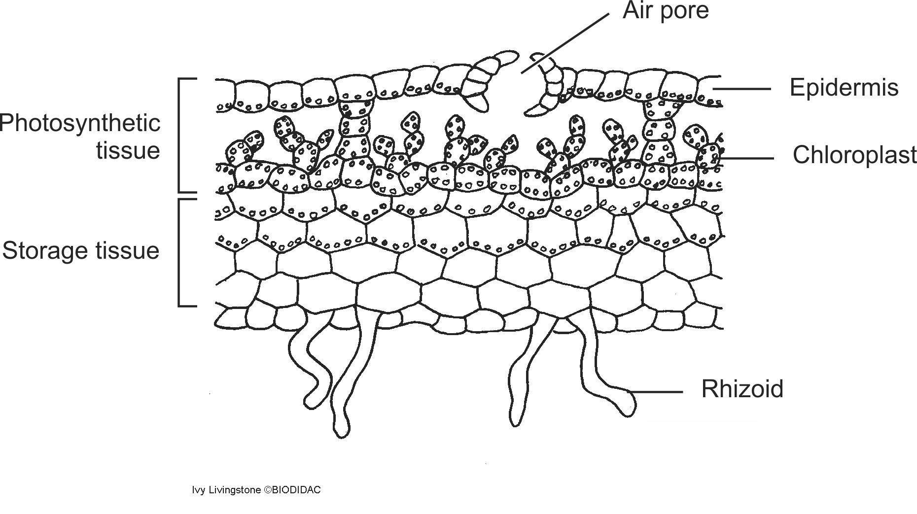 hepa002b-EN.png