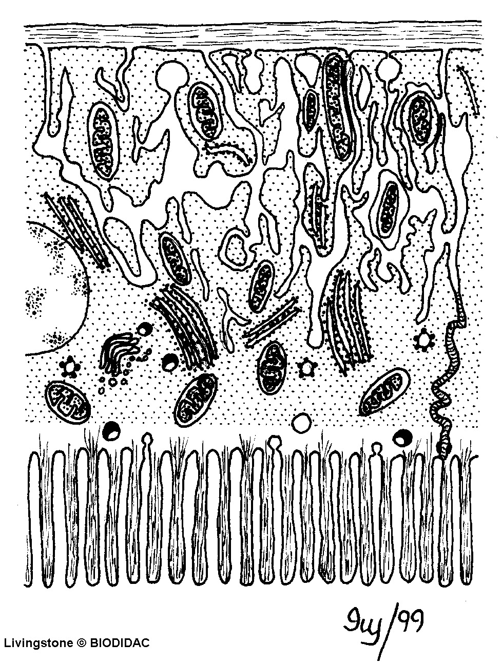 inse113b.gif inse113b.gif