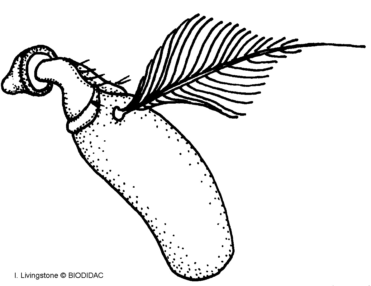 inse032b.gif inse032b.gif