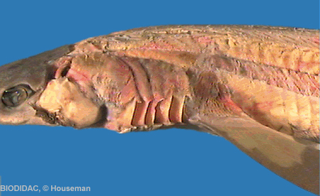 squa122p.jpeg squa122p.jpeg