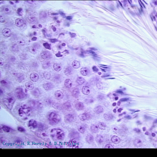 19-374a.gif 19-374a.gif