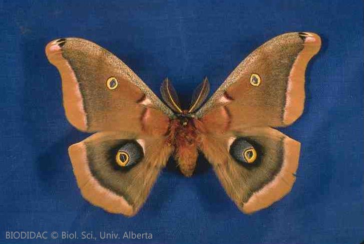 lepi011p.jpeg lepi011p.jpeg