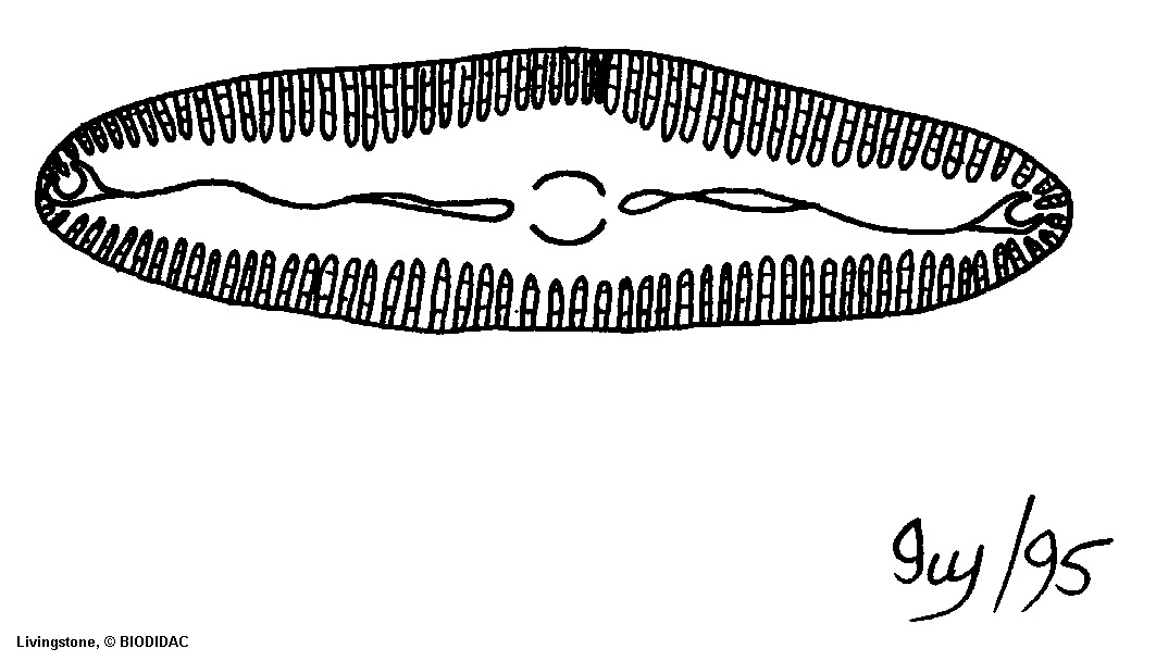 baci001b.gif baci001b.gif