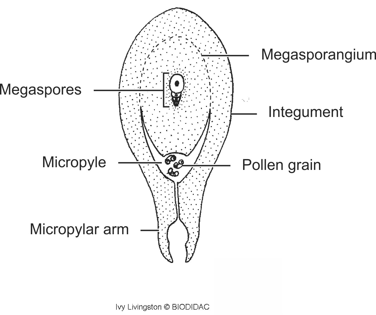 coni009b-EN.png