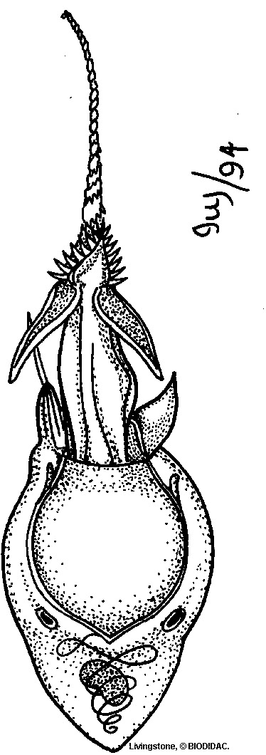 cnid007b.gif cnid007b.gif