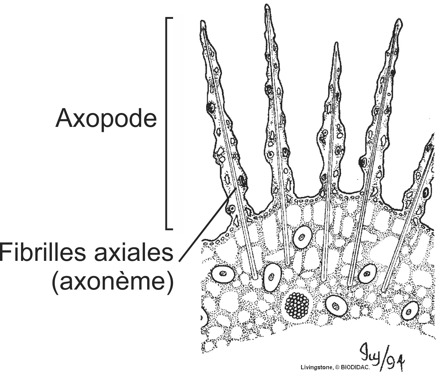 prot010b-FR.png prot010b-FR.png