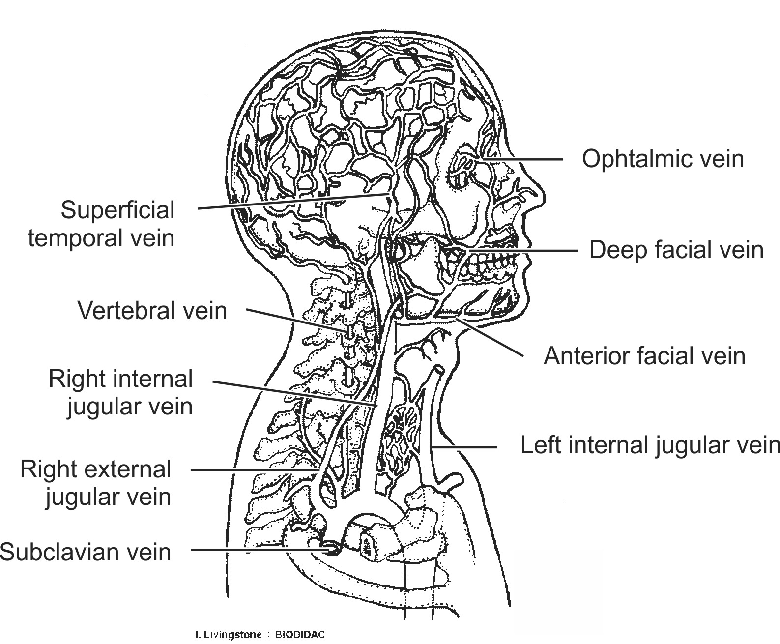 humn190b-EN.png