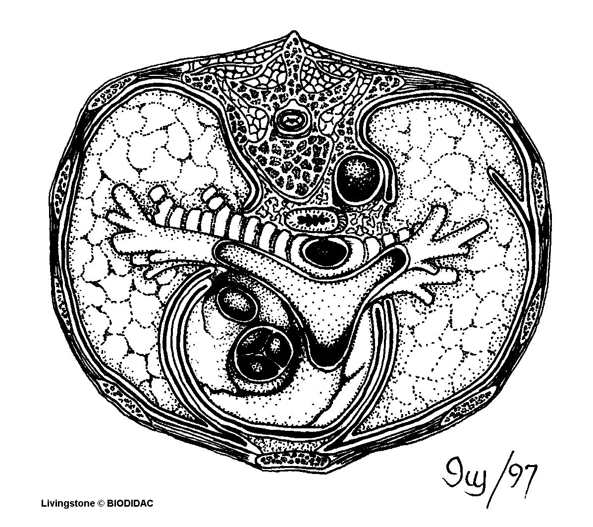 humn023b.gif humn023b.gif