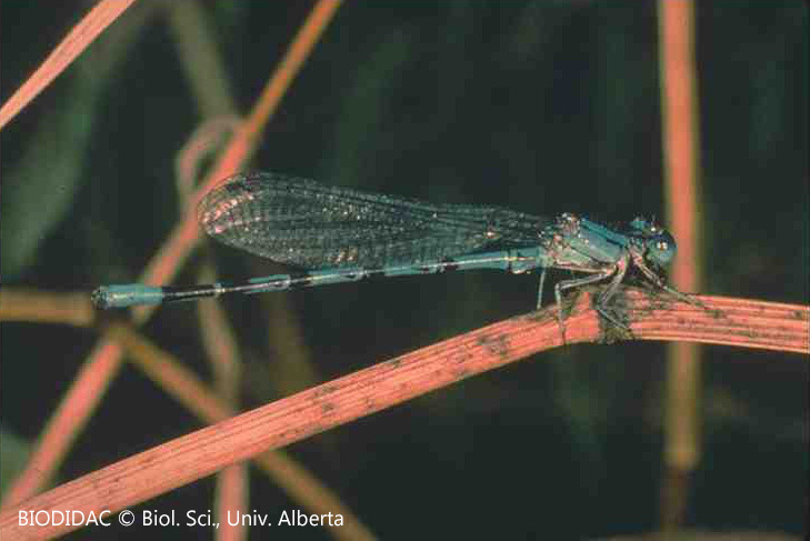 odon003p.jpeg odon003p.jpeg