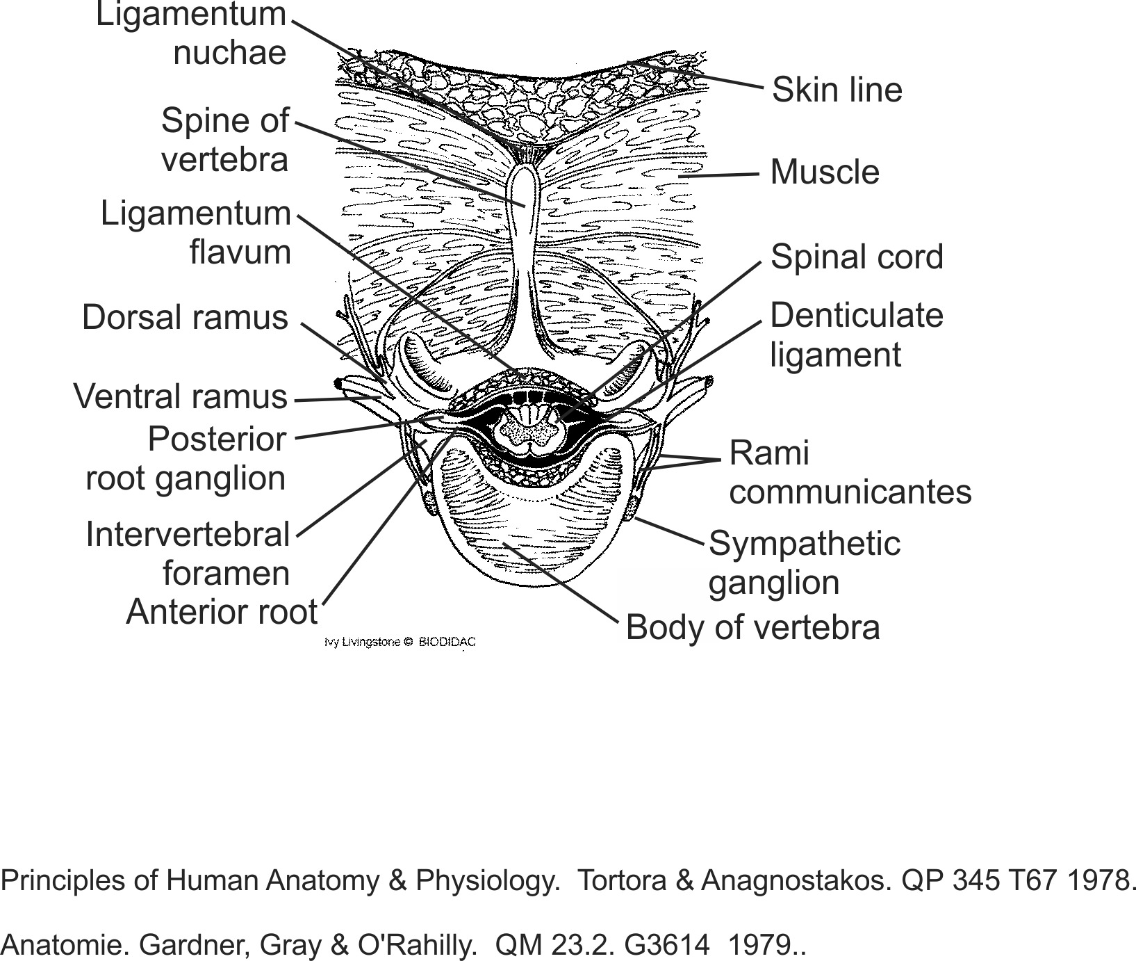 humn107b-EN.png