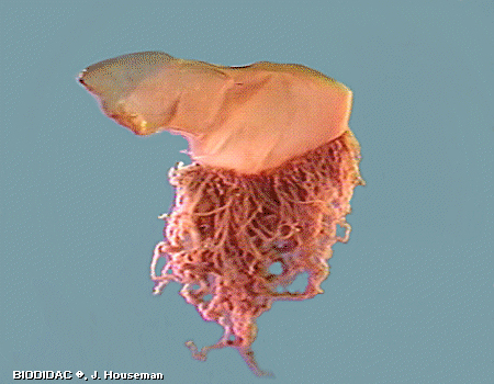 hydr077p.jpeg hydr077p.jpeg