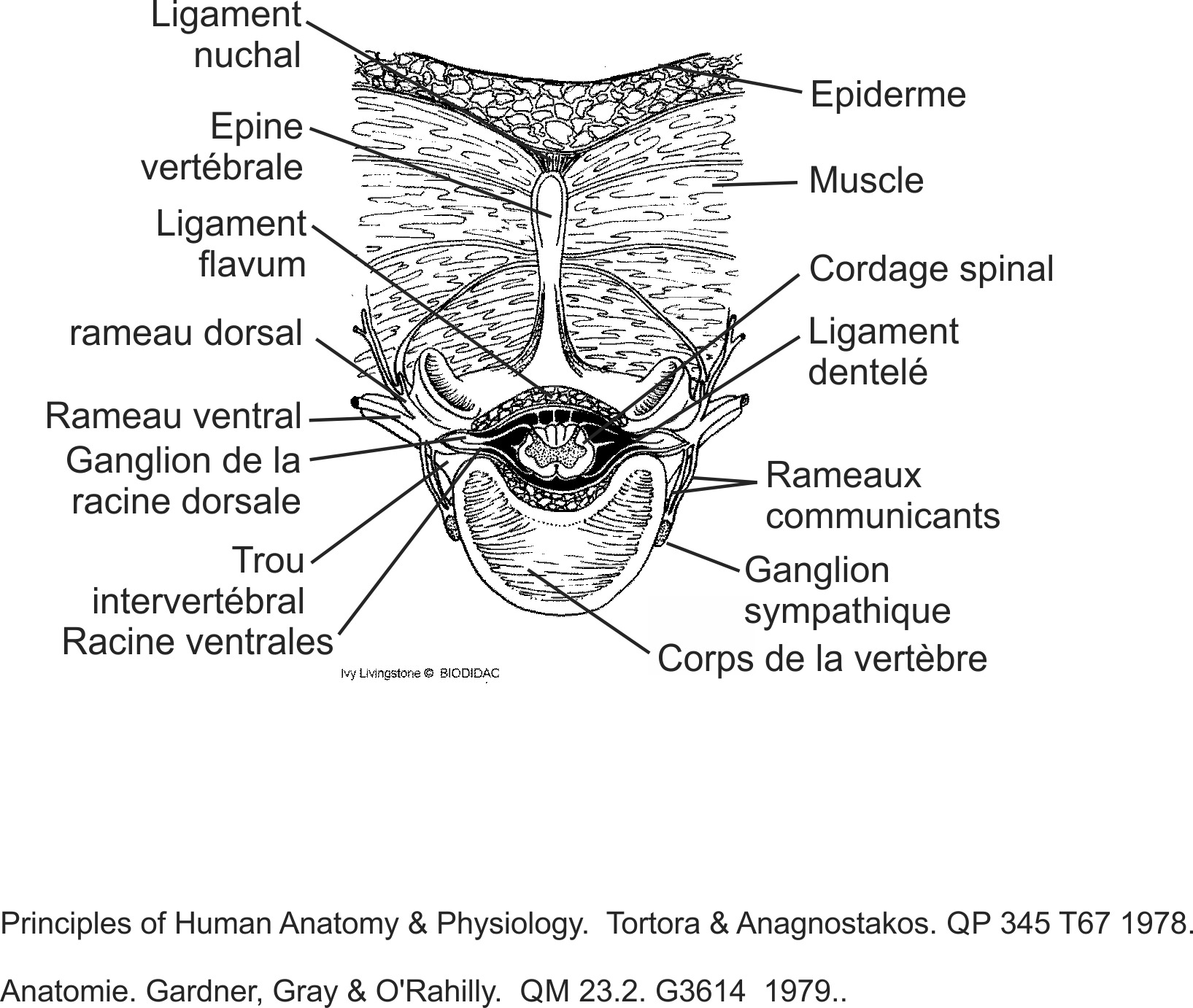 humn107b-FR.png