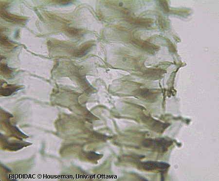 moll001p.jpeg moll001p.jpeg