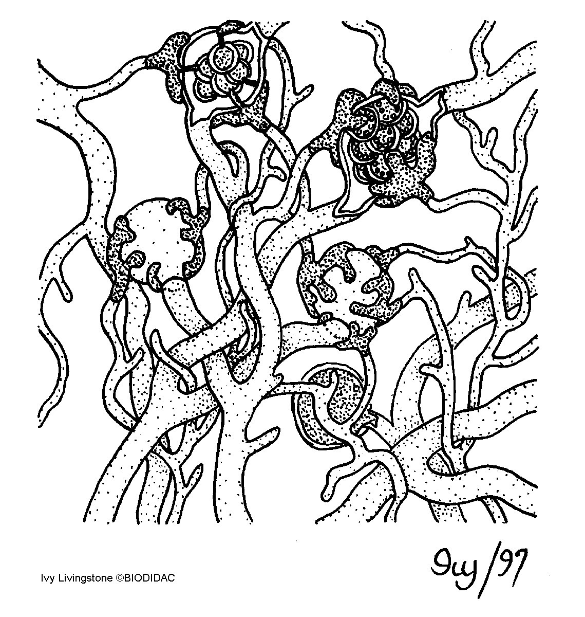 oomy003b.gif oomy003b.gif