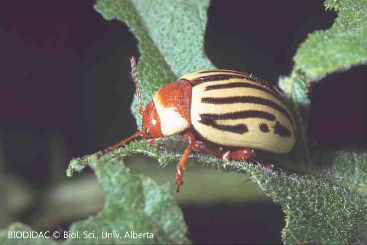 cole015p.jpeg cole015p.jpeg