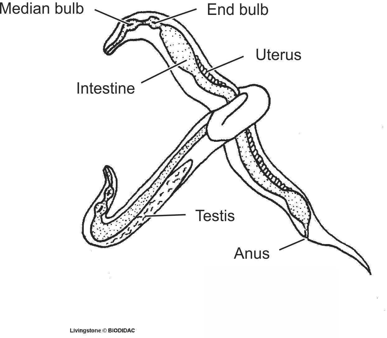 nema009b-EN.png nema009b-EN.png