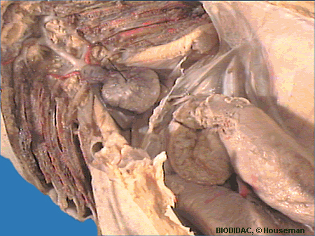 squa132p.jpeg squa132p.jpeg