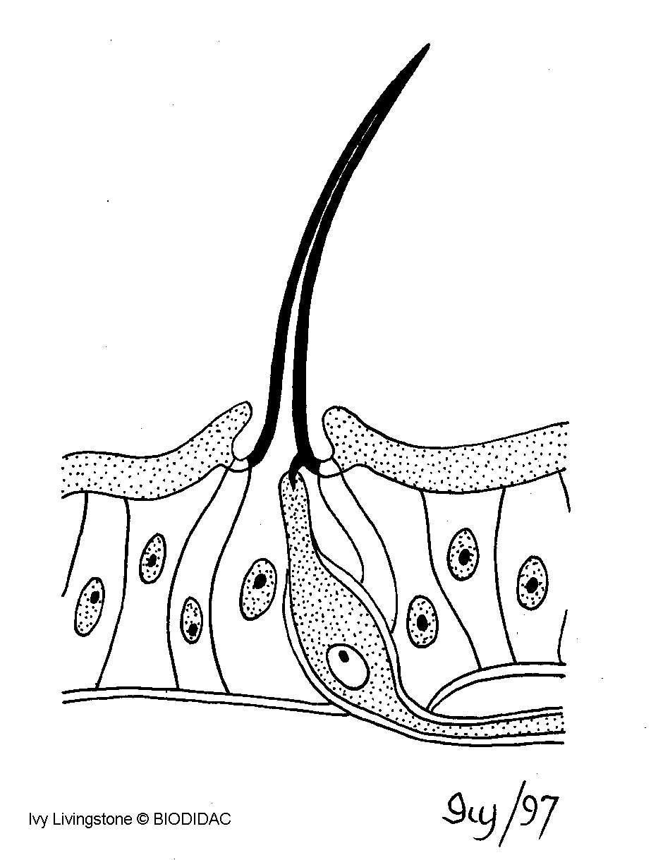 inse076b.gif inse076b.gif