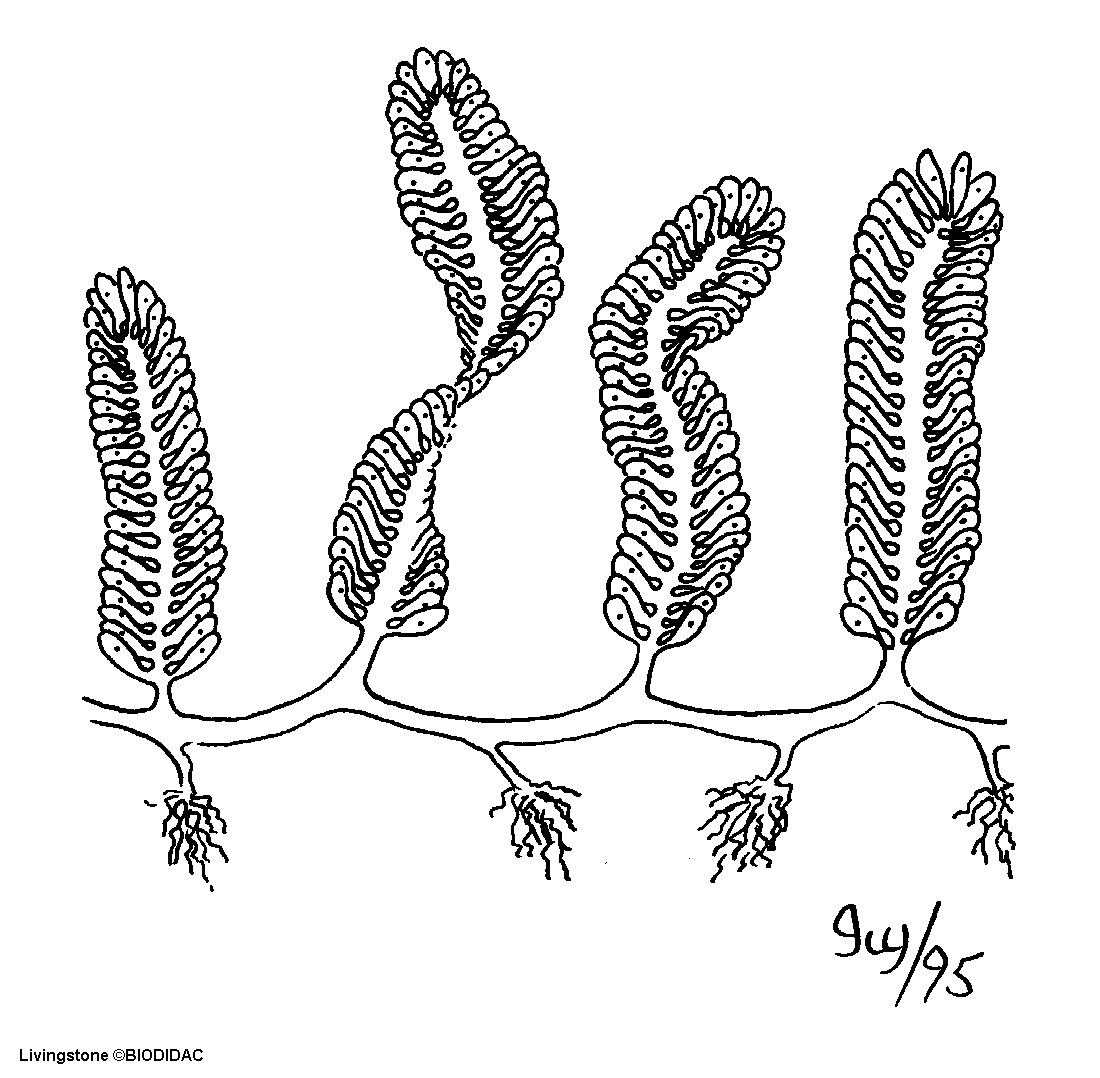 ulvo005b.gif ulvo005b.gif