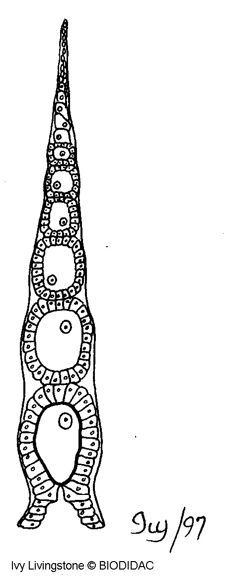 inse080b.gif inse080b.gif