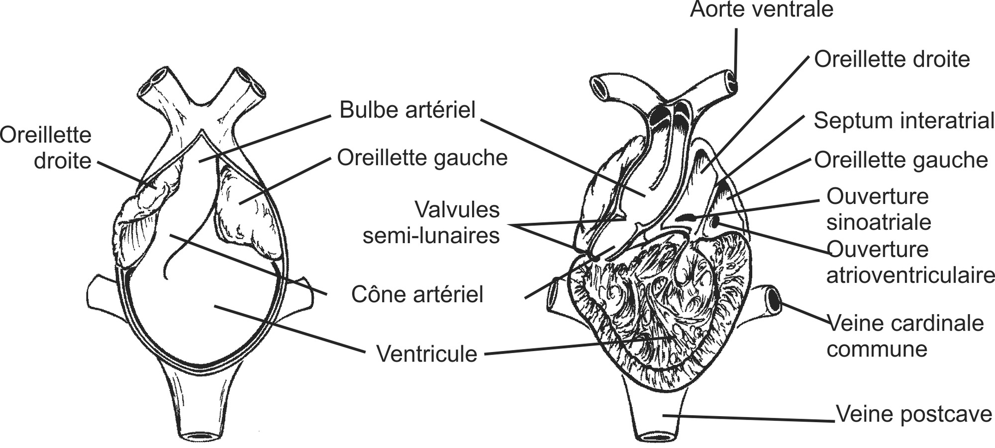 amph010b-FR.png